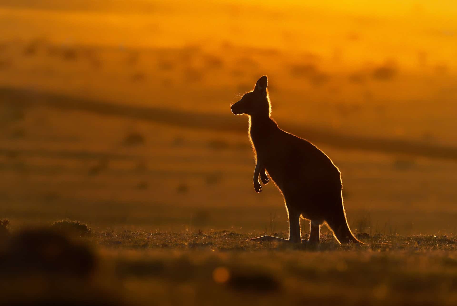 kangourou australie kangourou australie
