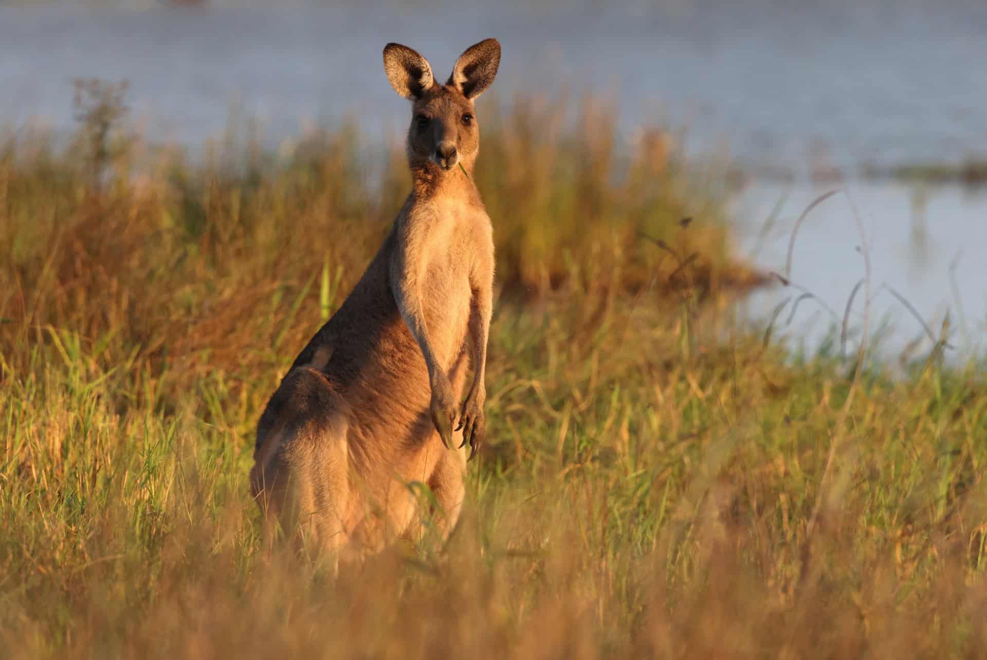 kangourou gris queensland kangourou gris queensland